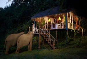 wildlife resort di dunia yang membolehkan anda mendekati gajah, insiden anak gajah mati