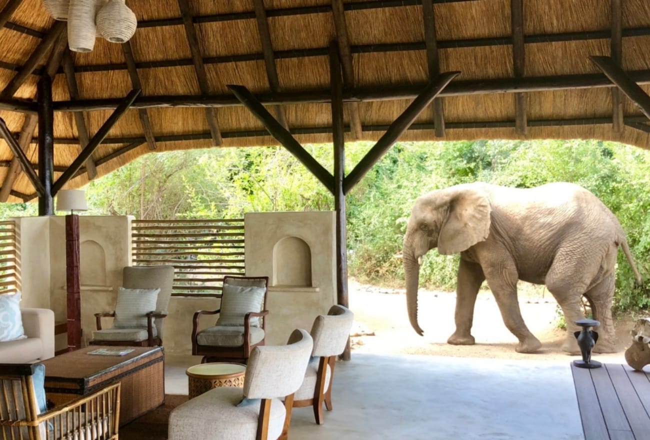 wildlife resort di dunia yang membolehkan anda berdekatan dengan gajah liar